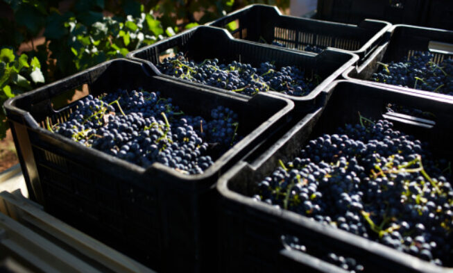 Una tormenta hace bajar la producción uruguaya un 33%