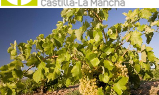 ¡¡Participa en el Concurso 'La Mejor Foto de la Vendimia 2013 en Castilla-La Mancha!!