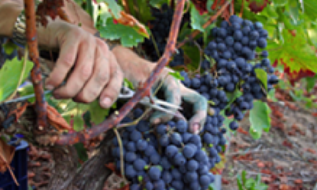 Inicio de Vendimia En Ribeira Sacra
