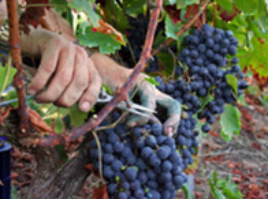 Inicio de Vendimia En Ribeira Sacra Inicio de Vendimia En Ribeira Sacra