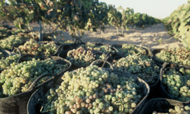 Comienza el plazo para solicitar la aprobación de planes del régimen de reestructuración y reconversión de viñedos