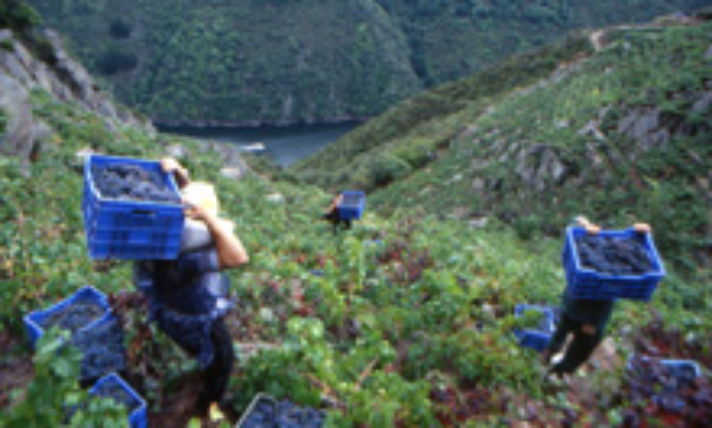 El 2 de octubre como fecha recomendada para el inicio de vendimia