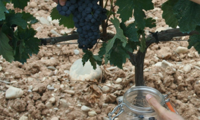 COSECHA 2013 / CONTROL DE MADURACIÓN Nº 5: LA VENDIMIA SE EXTIENDE A UN RITMO MUY RALENTIZADO.