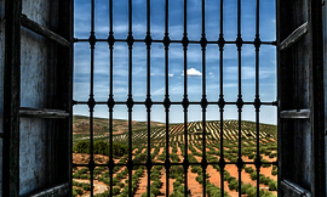 Fotografía Ganadora del II Concurso ATPIOlivar “Una Mirada Sostenible”