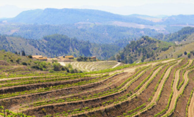 Bodegas Torres finaliza una vendimia tardía y de muy alta calidad