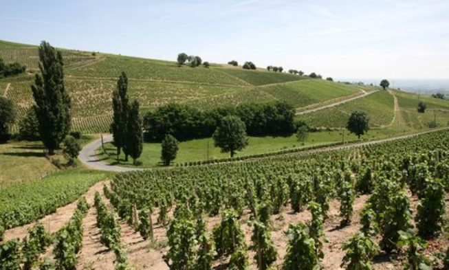 Los viticultores de Beaujolais