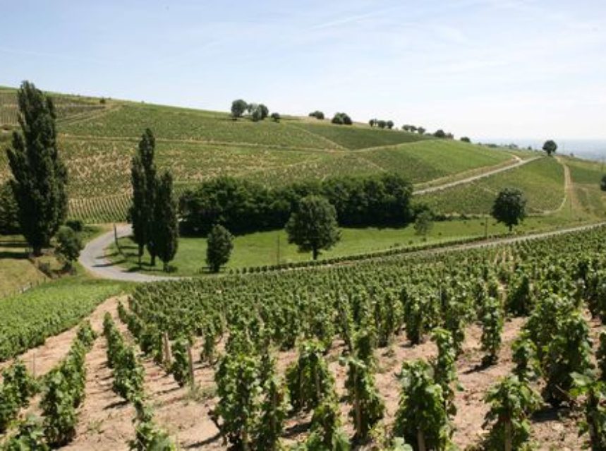 Los viticultores de Beaujolais