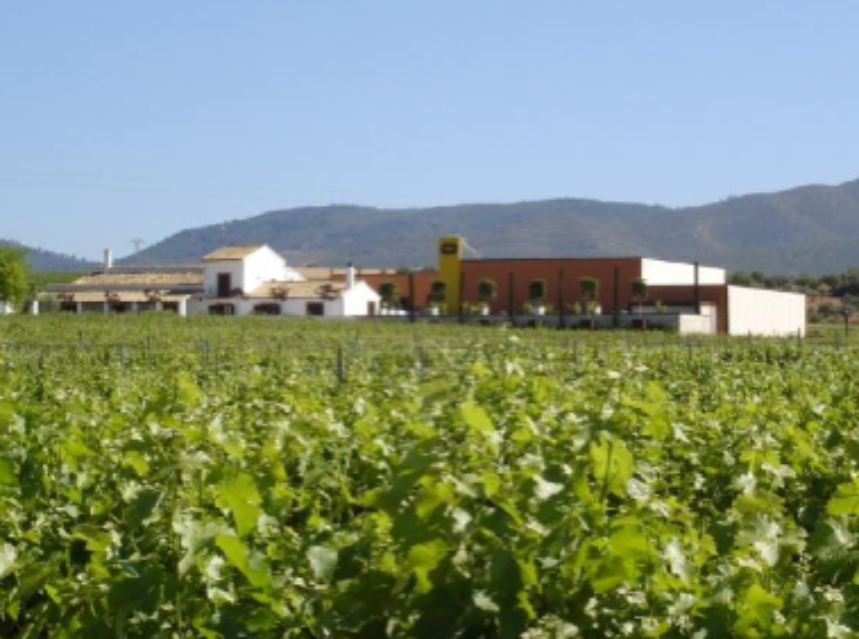 La Ruta del Vino de Utiel-Requena