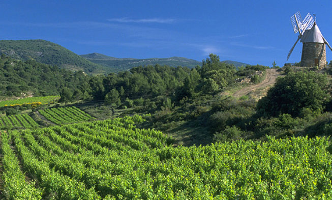 Languedoc-Rosellón presenta una añada 2013 excepcional en calidad Languedoc-Rosellón presenta una añada 2013 excepcional en calidad