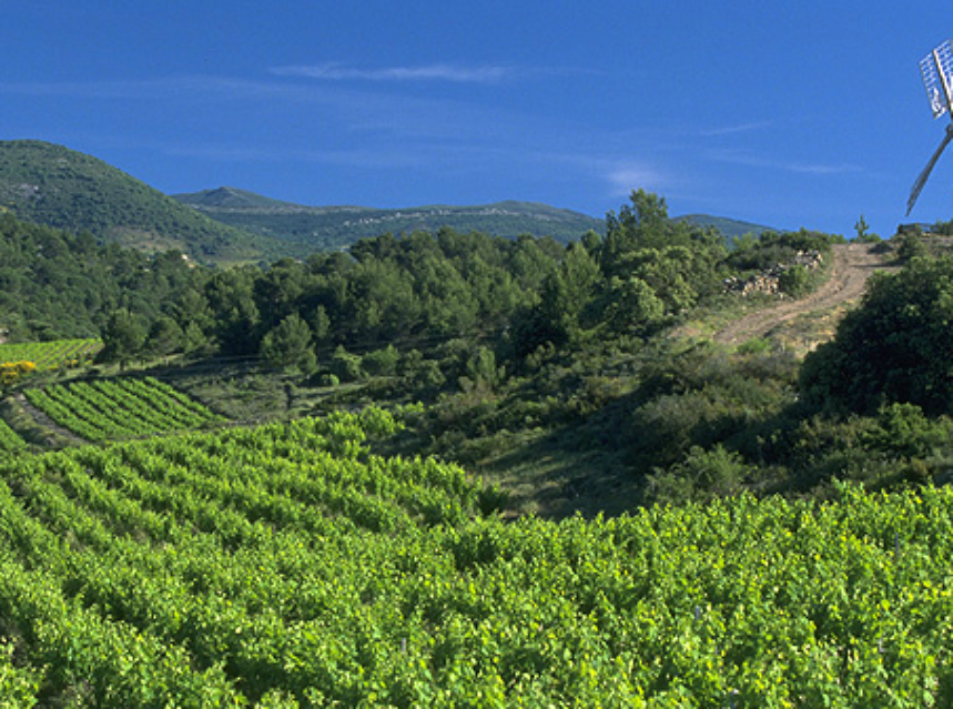 Languedoc-Rosellón presenta una añada 2013 excepcional en calidad Languedoc-Rosellón presenta una añada 2013 excepcional en calidad