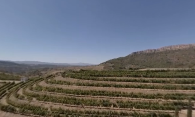 Los viñedos de Bodegas Torres a vista de pájaro