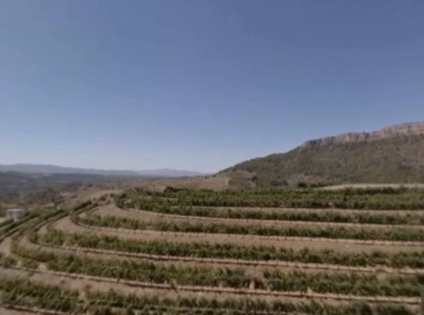 Los viñedos de Bodegas Torres a vista de pájaro