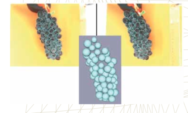 Tecnología 3D para determinar la calidad de la uva Tecnología 3D para determinar la calidad de la uva