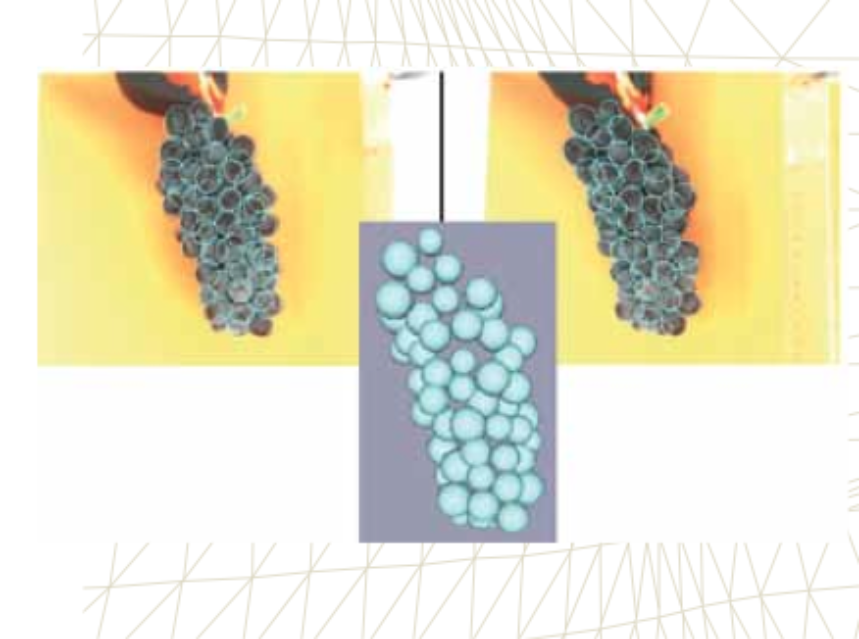 Tecnología 3D para determinar la calidad de la uva Tecnología 3D para determinar la calidad de la uva