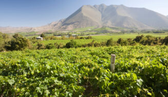 Las compras chinas permiten a Chile subir sus ventas de vino un 14% durante 2024