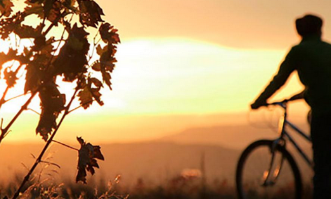 The Wine Experience 365: plataforma innovadora para la gestión enoturísica