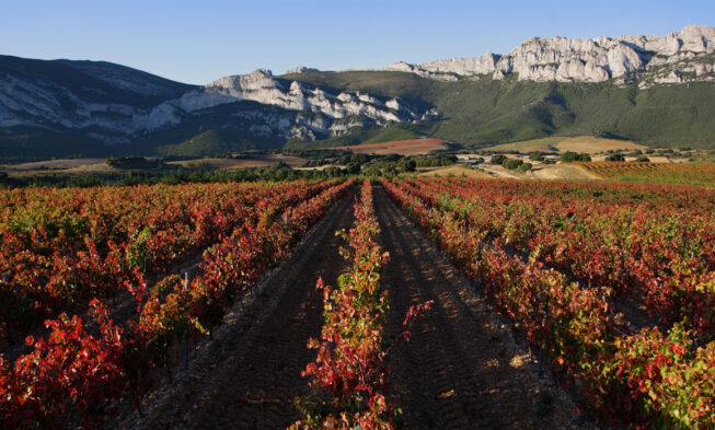 Una plataforma digital muestra rutas del vino en Europa Una plataforma digital muestra rutas del vino en Europa