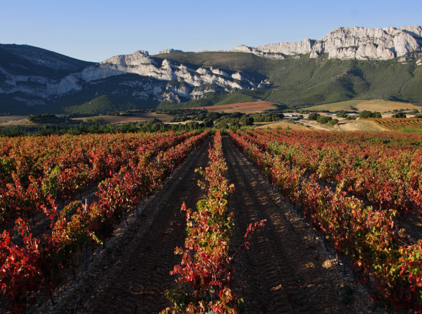 Una plataforma digital muestra rutas del vino en Europa