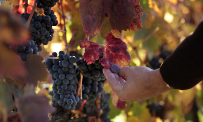Vivanco: el paraíso de los amantes del vino