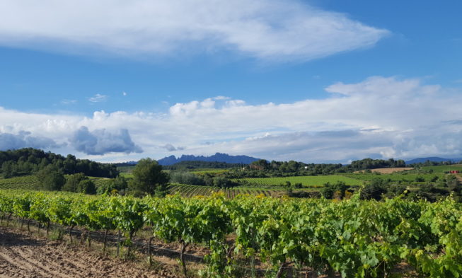 “Debemos reafirmar el Penedès como el pulmón verde productivo de Barcelona”