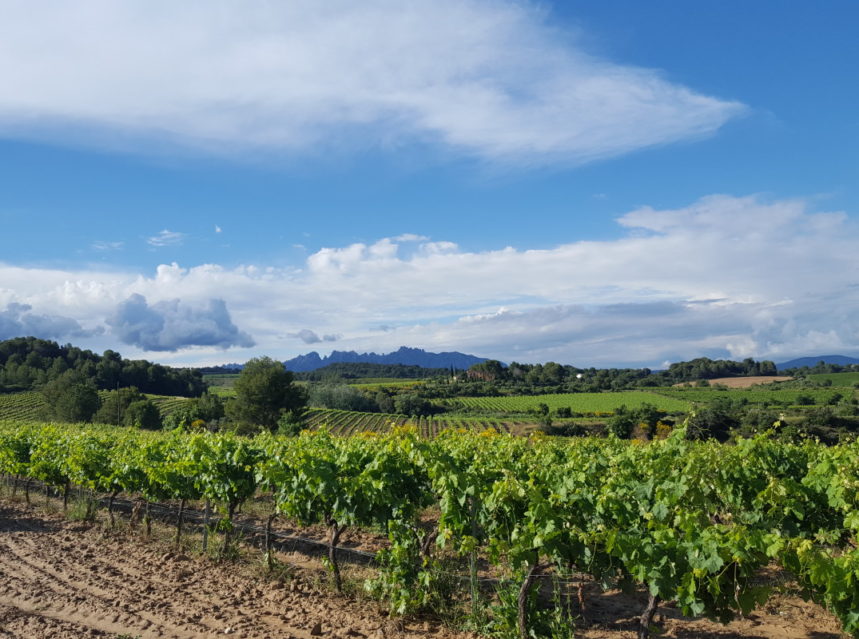 “Debemos reafirmar el Penedès como el pulmón verde productivo de Barcelona”