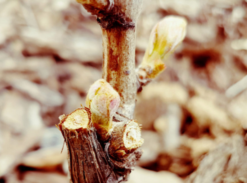 El ciclo anual de un viñedo. Capítulo 5. Comienzo de la primavera. Estados B