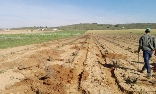 El ciclo anual de un viñedo. Capítulo 6. Comienzo de la primavera (II) El ciclo anual de un viñedo. Capítulo 6. Comienzo de la primavera (II)