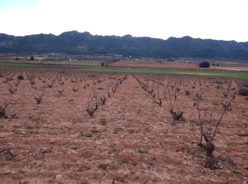 El ciclo anual de un viñedo. Capítulo 1. Reposo invernal