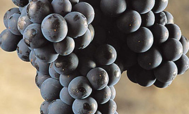 «Sólo Mencía: un vino pero muy bien hecho»