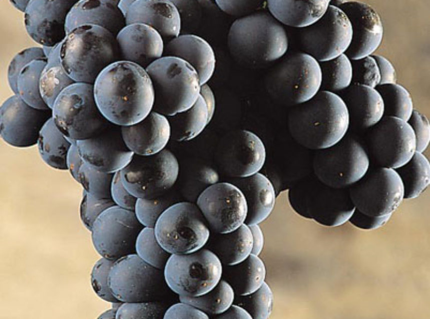 «Sólo Mencía: un vino pero muy bien hecho» «Sólo Mencía: un vino pero muy bien hecho»