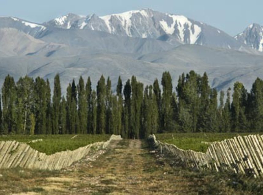 Argentina se suma a la moda de medir la huella de carbono en sus bodegas