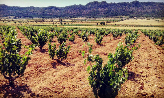 El ciclo anual de un viñedo. Capítulo 13. Estado: tamaño guisante