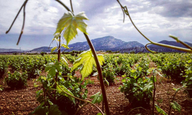 El ciclo anual de un viñedo. Capítulo 10. Estado I