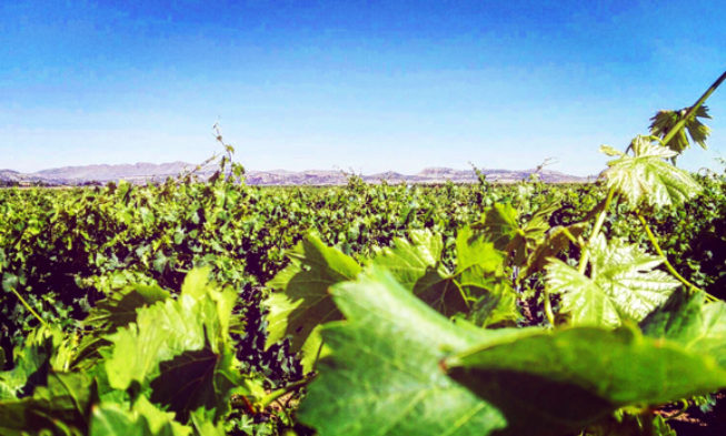 El ciclo anual de un viñedo. Capítulo 12. Estado J. Creciendo el grano poco a poco