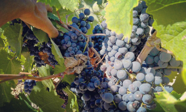 El ciclo anual de un viñedo. Capítulo 16. Maduración en septiembre El ciclo anual de un viñedo. Capítulo 16. Maduración en septiembre