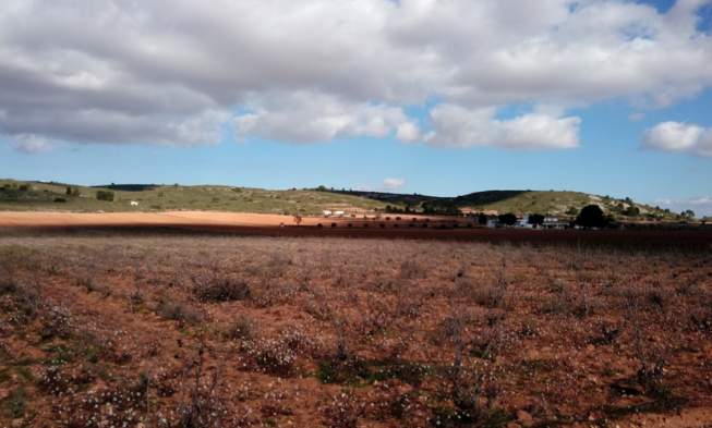 El ciclo anual de un viñedo. Capítulo 0. Simplificando términos