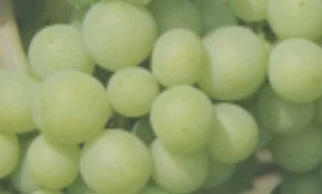 Coste de la producción de la uva: encuesta abierta de la OIVE