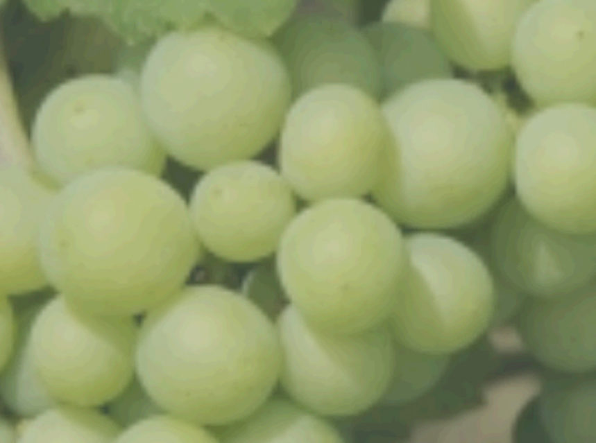 Coste de la producción de la uva: encuesta abierta de la OIVE