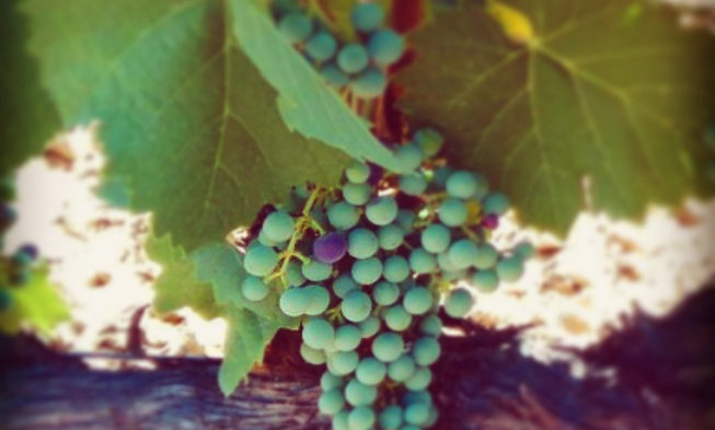 El ciclo anual de un viñedo. Capítulo 15. Envero a final de julio