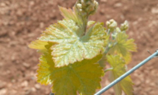 Ya tenemos aquí la brotación. Ahora, a ver qué nos trae Ya tenemos aquí la brotación. Ahora