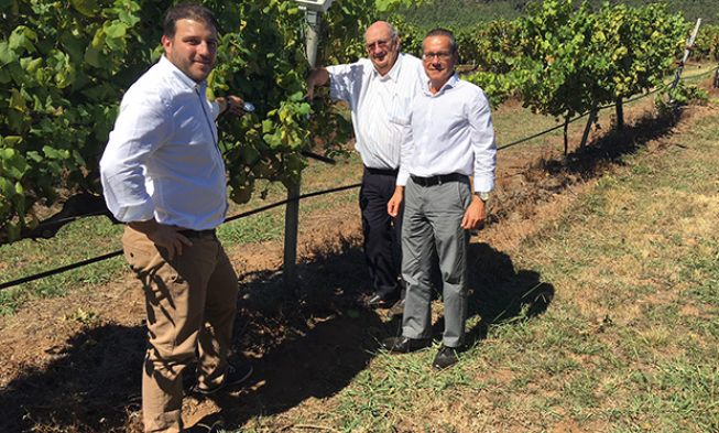 Terras Gaudas reduce un 20% el impacto ambiental en el viñedo gracias a FOODIE