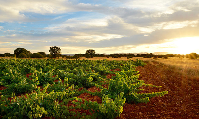 El viñedo de Fuentes del Silencio es calificado como excepcional por la gran diversidad biológica de su suelo El viñedo de Fuentes del Silencio es calificado como excepcional por la gran diversidad biológica de su suelo