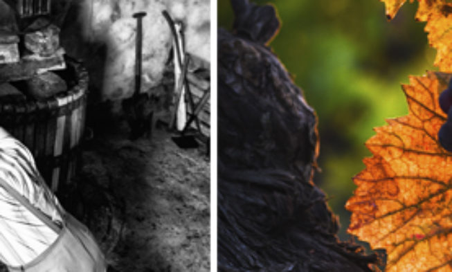 Concurso fotográfico Agrovin 2017