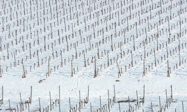 La gestión de las bacterias del viñedo puede prevenir los daños por heladas