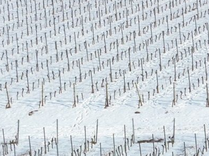 La gestión de las bacterias del viñedo puede prevenir los daños por heladas