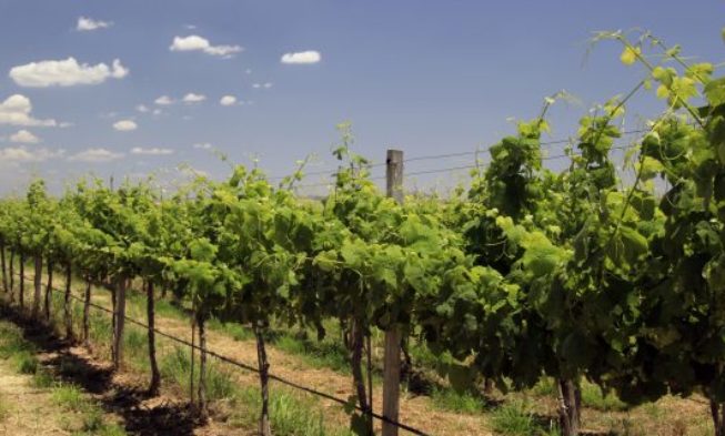 Go_Bigdata_Vino: las ventajas de la viticultura 4.0 Go_Bigdata_Vino: las ventajas de la viticultura 4.0