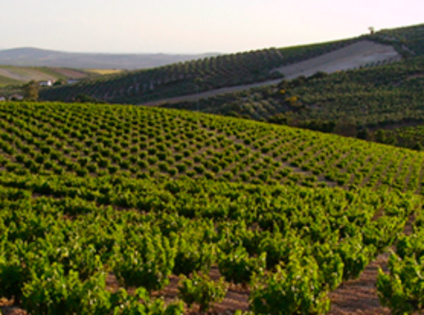 Preocupante situación de la vitivinicultura cordobesa