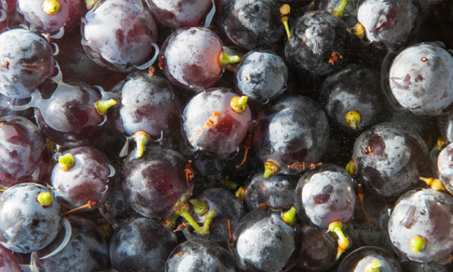 International Congress on Grapevine and Wine Sciences International Congress on Grapevine and Wine Sciences