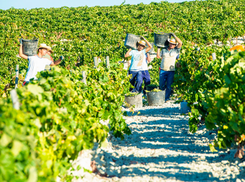 Las condiciones meteorológicas del año agrícola retrasan la vendimia en el Marco de Jerez