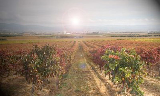 Vendimia tardía con buenos resultados en la DO Navarra